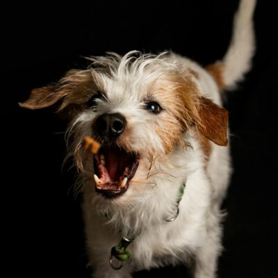 Adorable terrier dog joyfully catching a treat against a dark background.